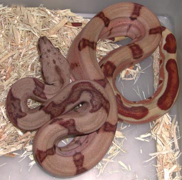 Hypo Pastel Dream Boa