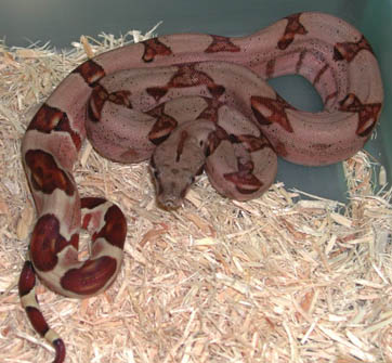 Hypo Pastel Dream Boa