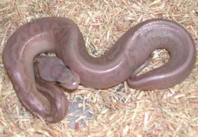 Pewter Banana Ball Python