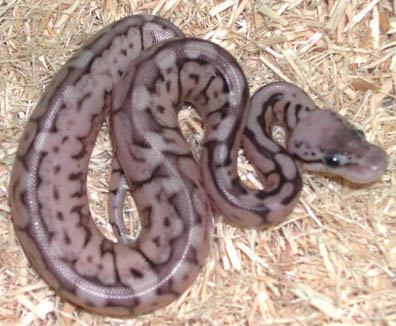 Pewter Bee Ball Python