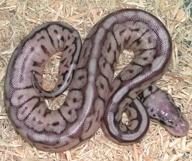 Pewter Bee Ball Python