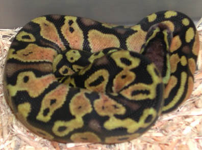 Pastel Jungle Het for Hypo Ball Python