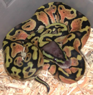 Pastel Jungle Het for Hypo Ball Python