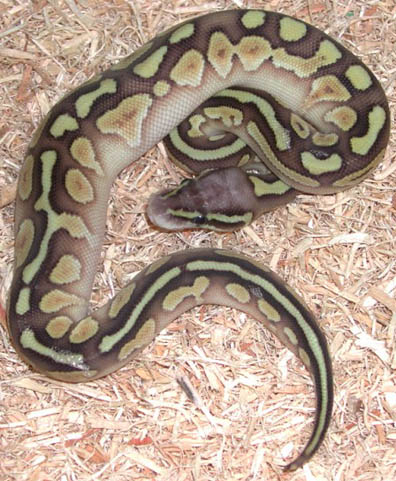 Pastel Jungle Lesser Platinum Ball Python