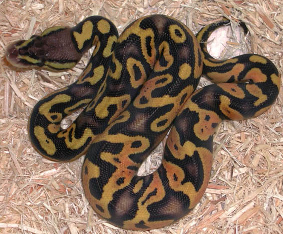 Pastel Jungle Yellow Belly Ball Python