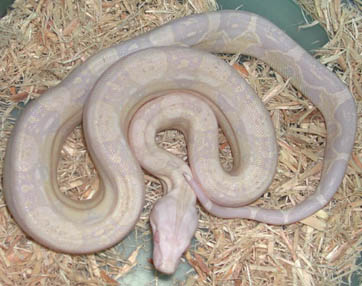 Sharp Snow Boa