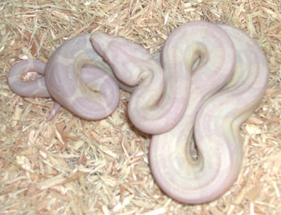 Sharp Strain Snow Boa