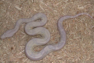 Sharp Strain Snow Boa