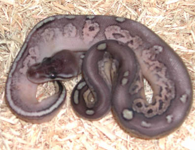 Silver Streak Ball Python