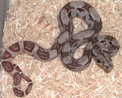 Triple het Sharp Snowglow Boa