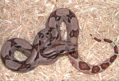 Triple het Sharp Snowglow Boa