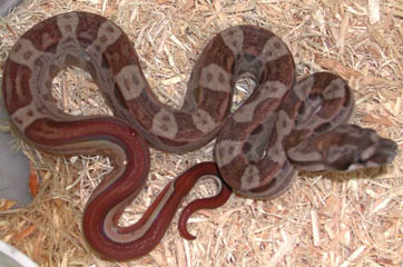 Hypo Motley Colombian boa