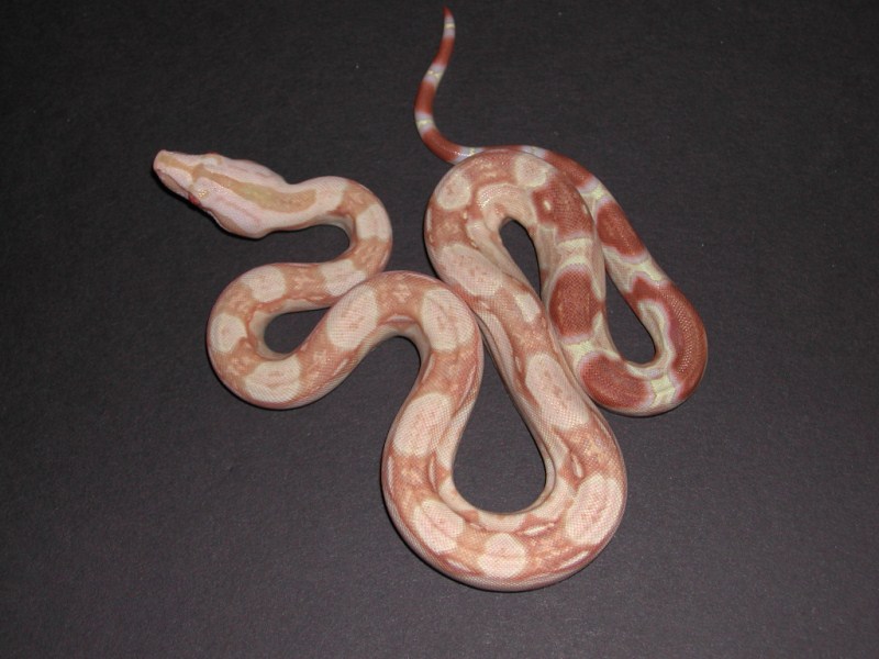 Albino  Boa