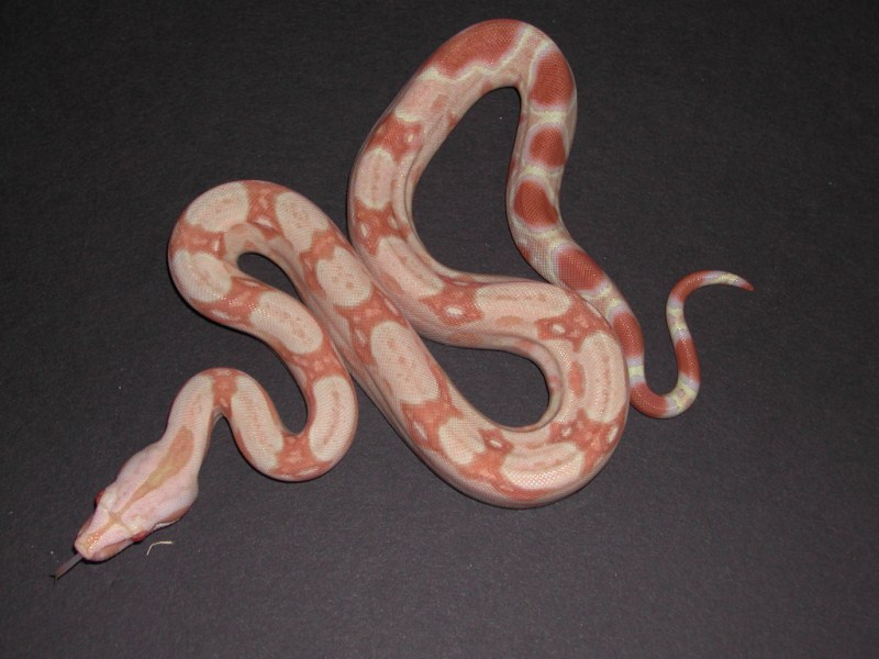 Snowglow Boa