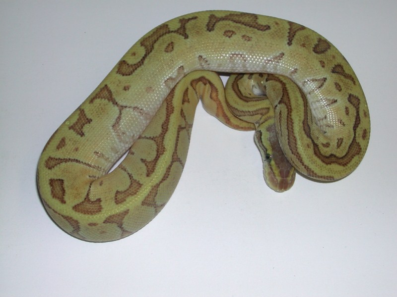  Enchi Mojave Pastel Pinstripe Ball Python