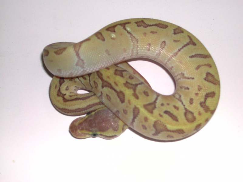  Enchi Mojave Pastel Pinstripe Ball Python