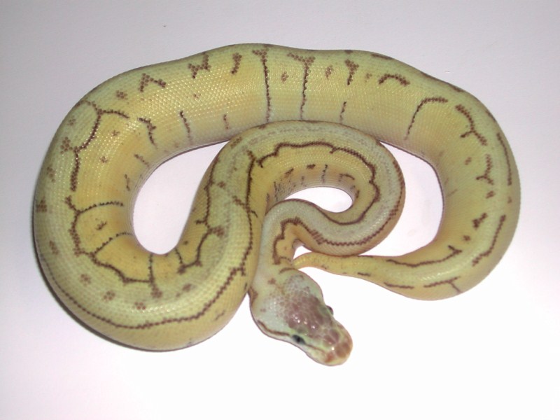Enchi Super Pastel Pinstripe Spider Ball Python