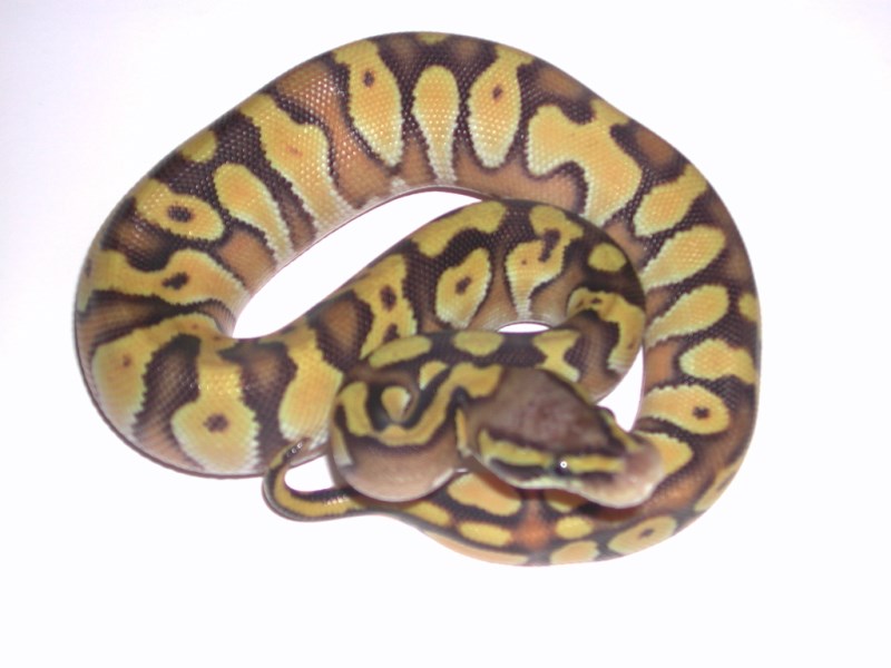 Male Enchi Pastel Mojave Ball Python