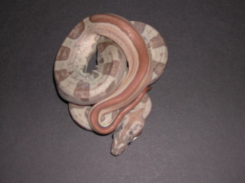 Hypo Boas