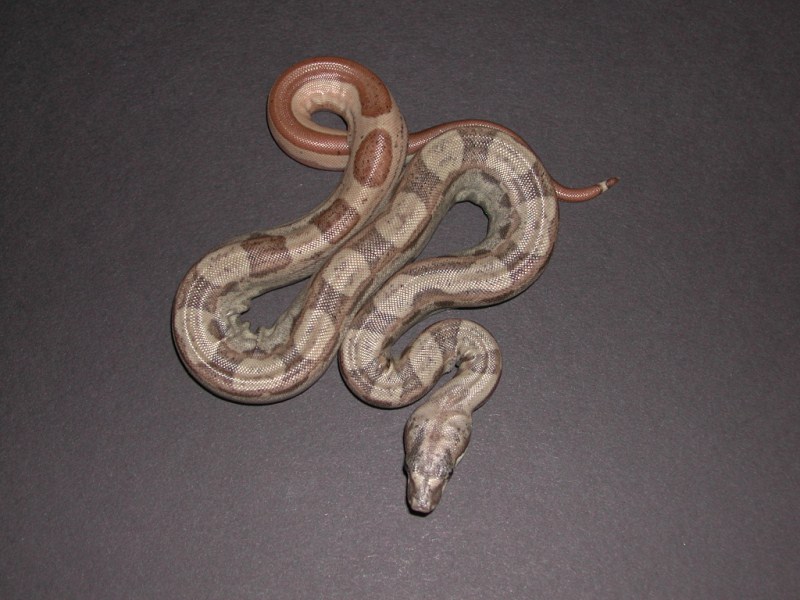 Hypo Boas