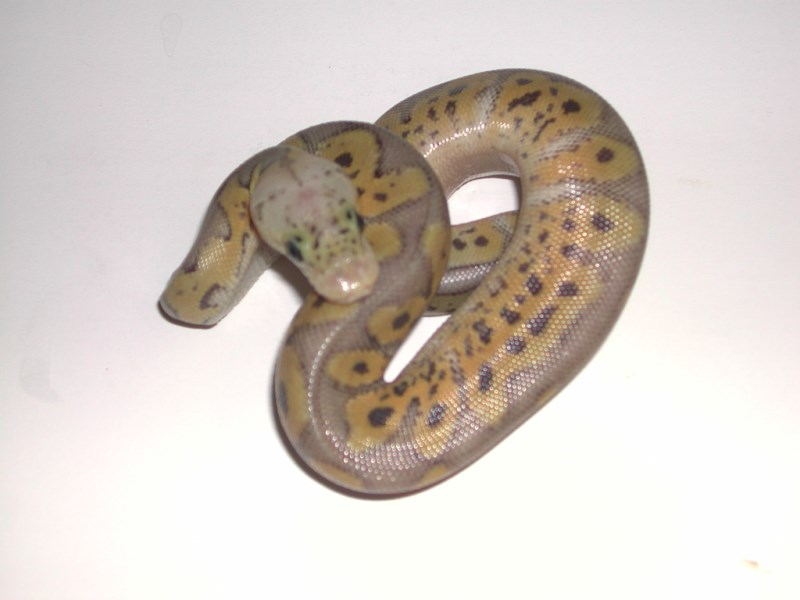 Female Hypo Pastel Clown Ball Python
