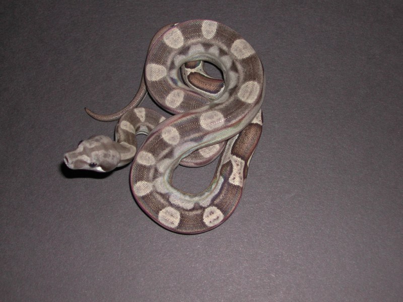 Hypo Boas