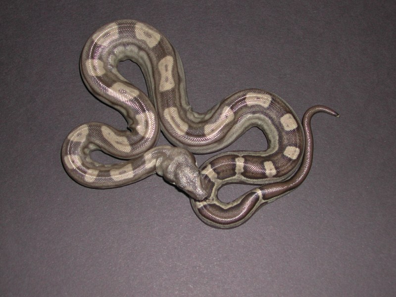 Hypo Boas