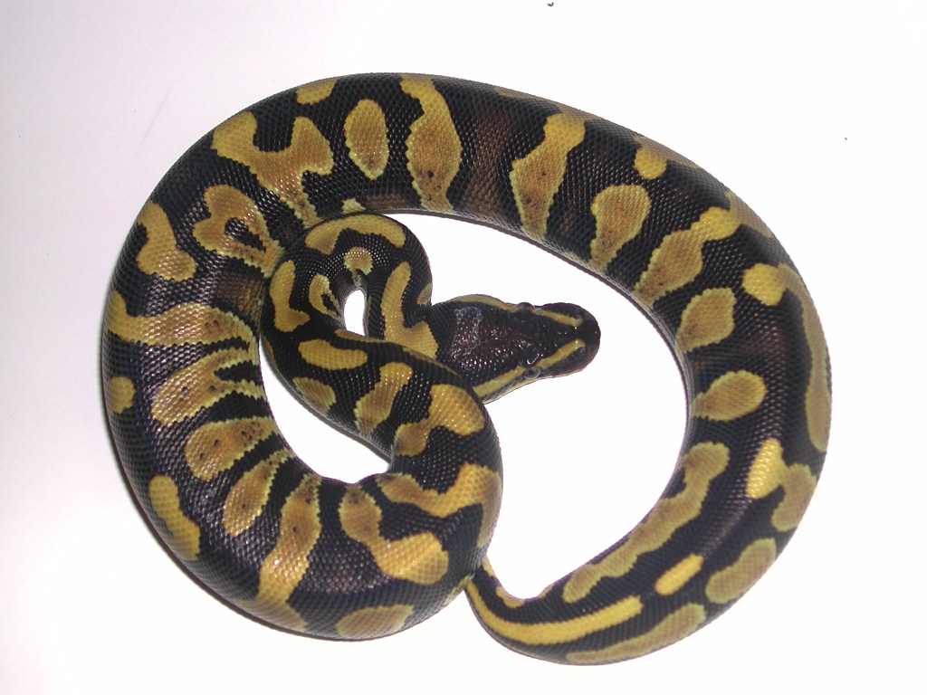 Phantom Yellow Belly Ball Python
