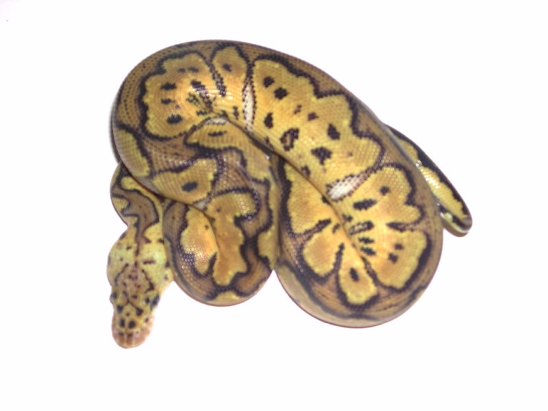 Female Pewter Bee Het Hypo Ball Python