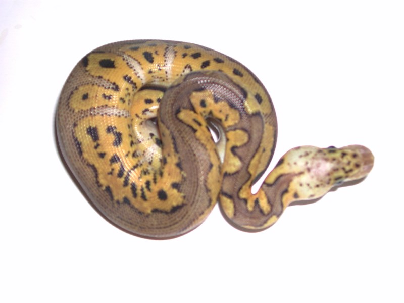 Female Pewter Bee Het Hypo Ball Python