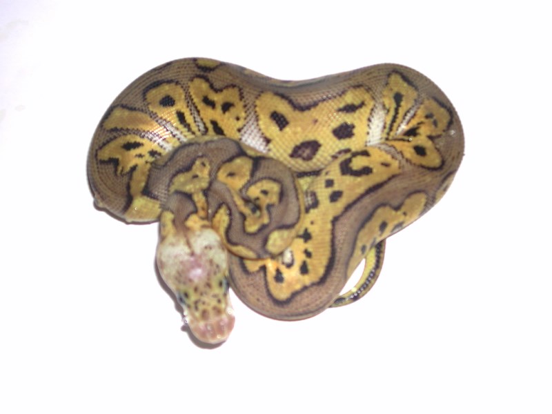 Female Pewter Bee Het Hypo Ball Python