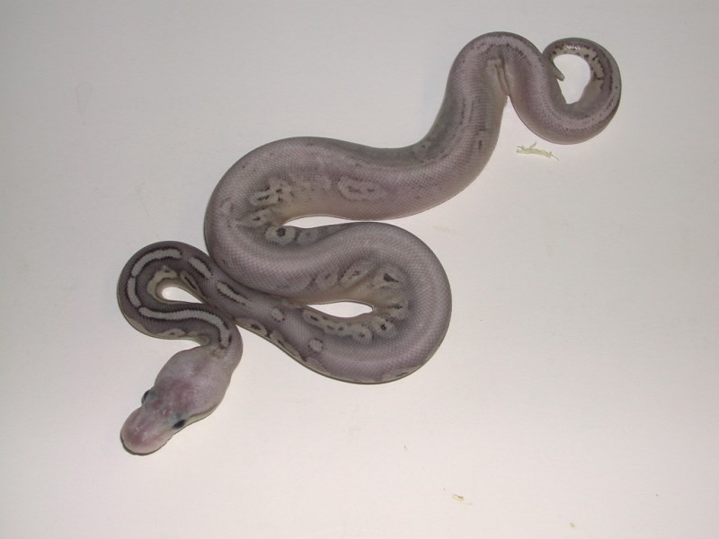  Male Silver Streak Ball Python