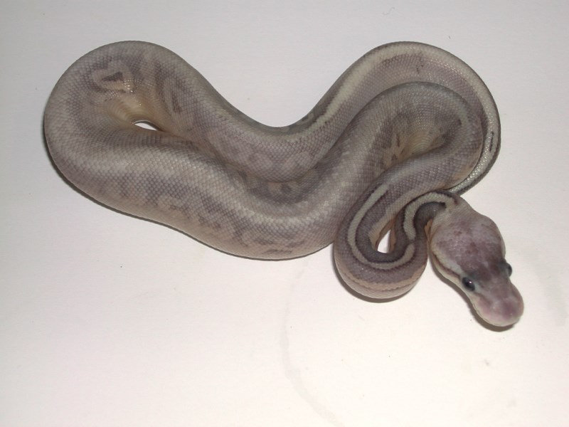  Male Silver Streak Ball Python