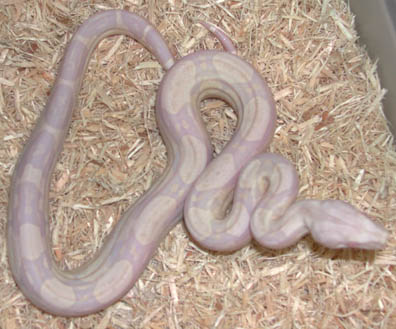 Sharp Strain Snow Boa