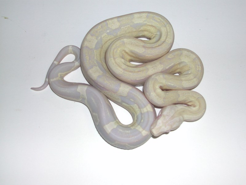 lavender albino boa constrictor