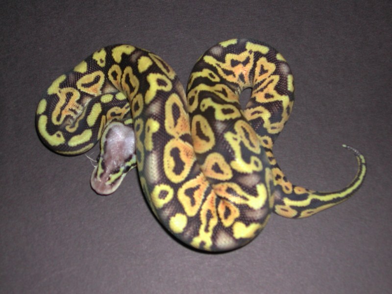 Ball Python
