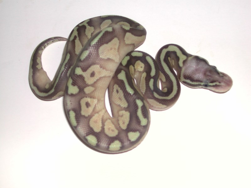 Super Pastel Lesser Ball Python