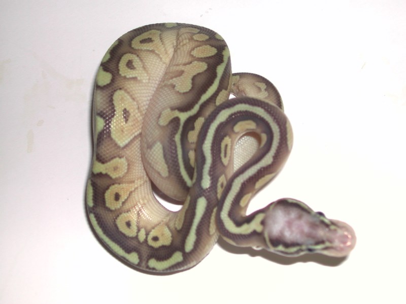 Super Pastel Lesser Ball Python