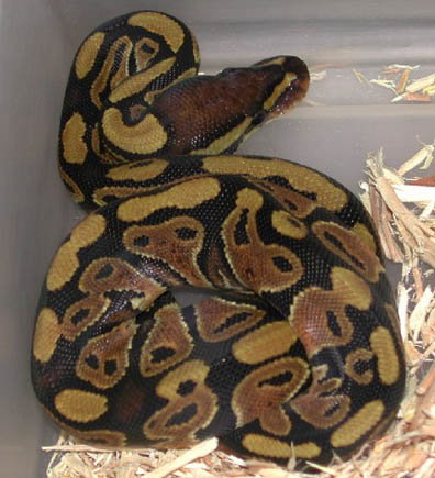 Double Het for Hypo Clown Ball Python