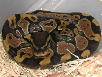 Double Het for Hypo Clown Ball Python