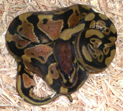 Double Het for Hypo Clown Ball Python