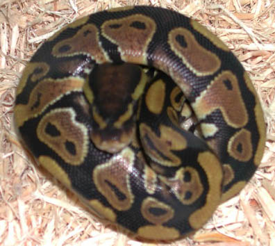 Double Het for Hypo Clown Ball Python