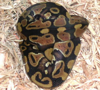 Double Het for Hypo Clown Ball Python