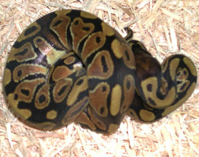 Double Het for Hypo Clown Ball Python