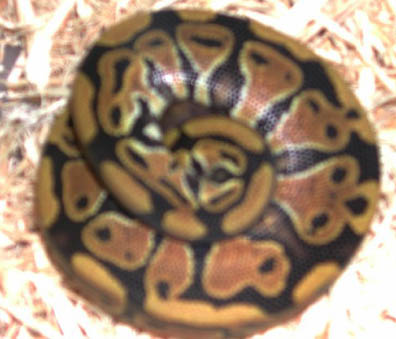 Double Het for Hypo Clown Ball Python