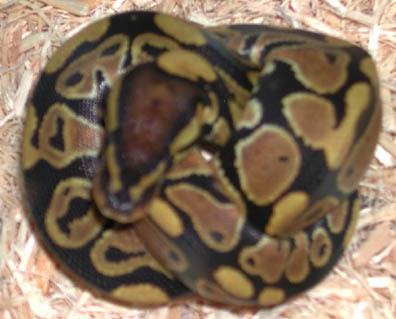 Double Het for Hypo Clown Ball Python