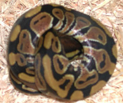 Double Het for Hypo Clown Ball Python