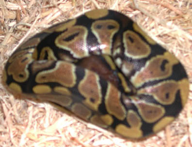 Double Het for Hypo Clown Ball Python