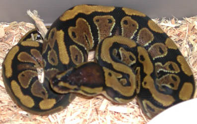 Het Clown Ball Python