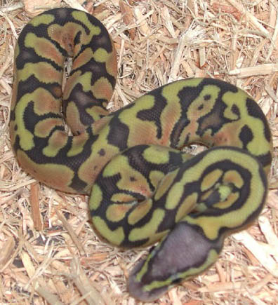 Hypo Pastel Jungle Ball Python